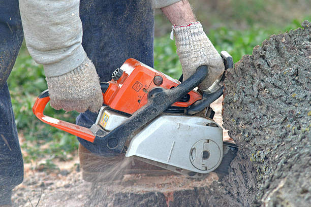 Best Hedge Trimming  in Bay City, MI