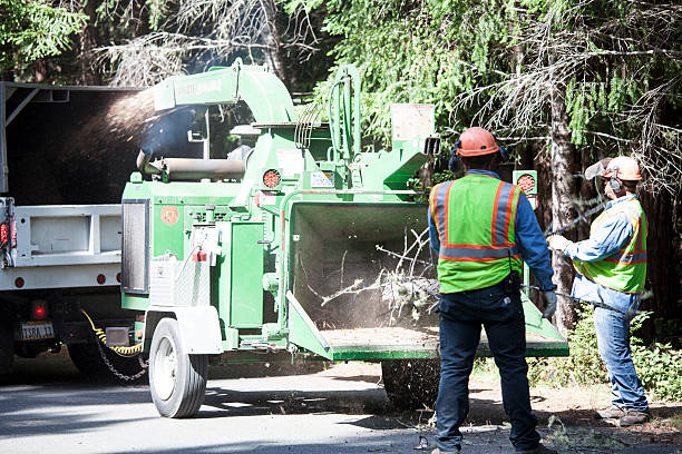 How Our Tree Care Process Works  in  Bay City, MI